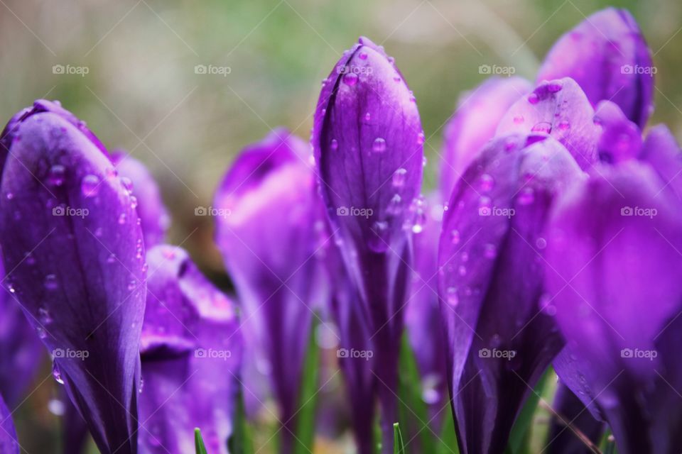 purple flowers