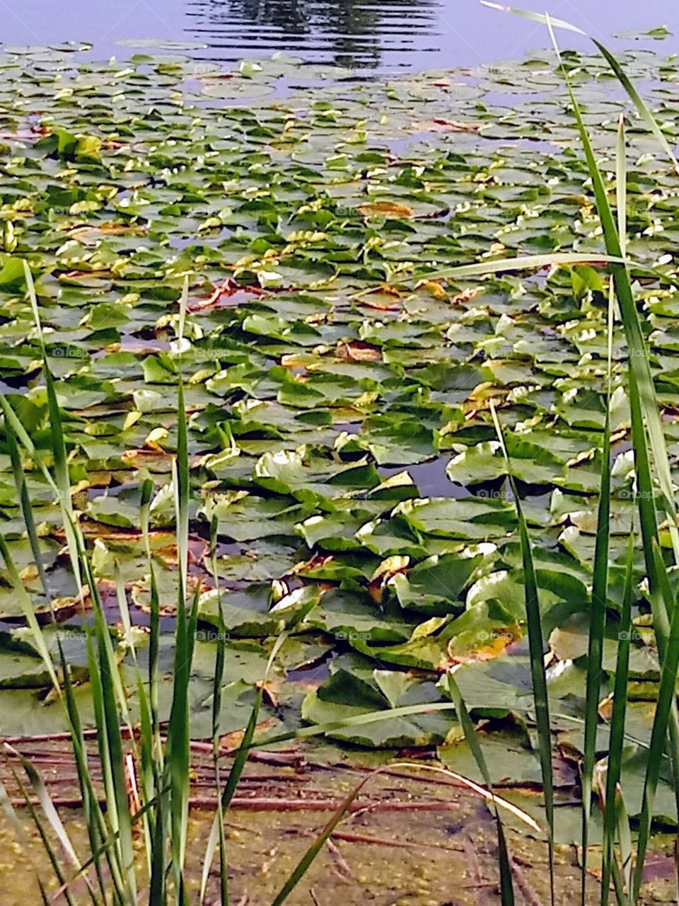 Too Many Lily Pads