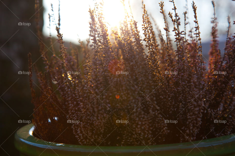 Sunlight over potted plants