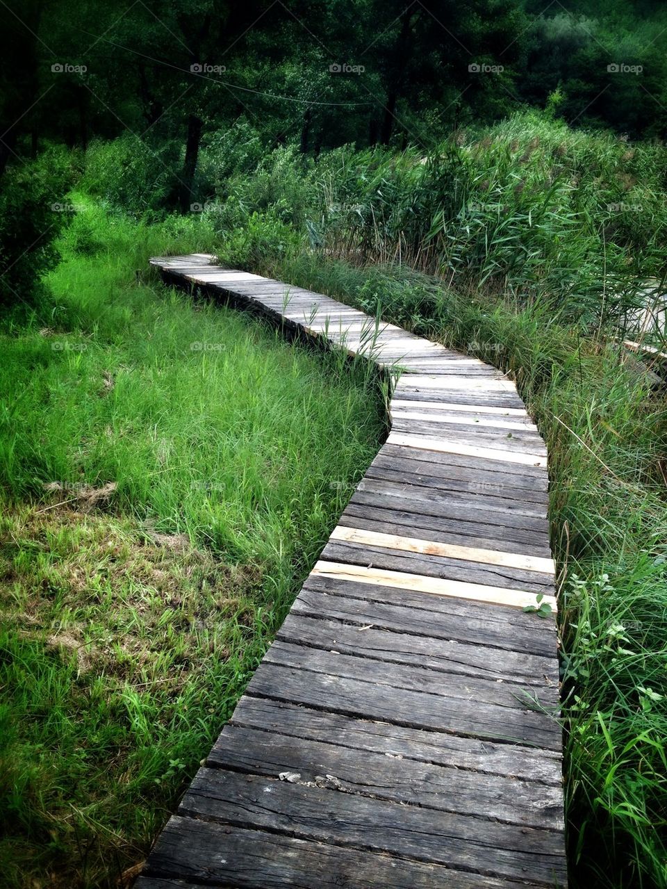 wood path