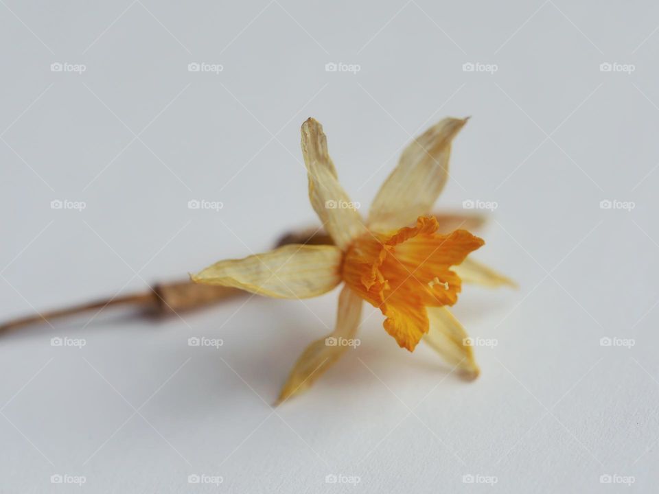 Withered daffodil