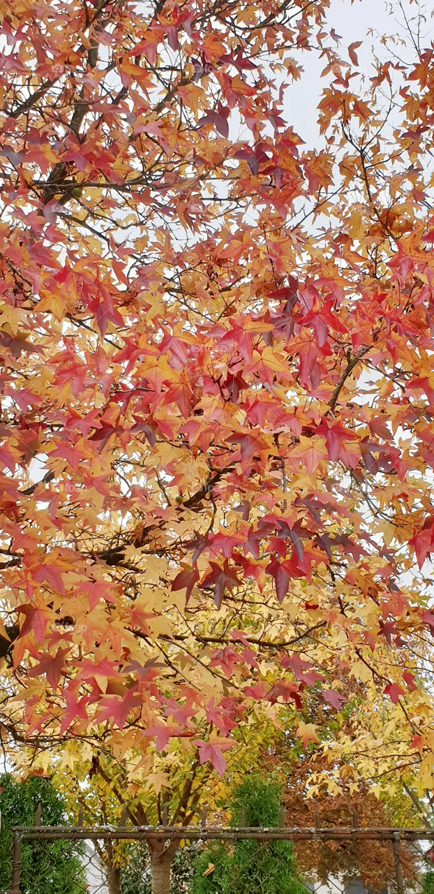 red and yellow
