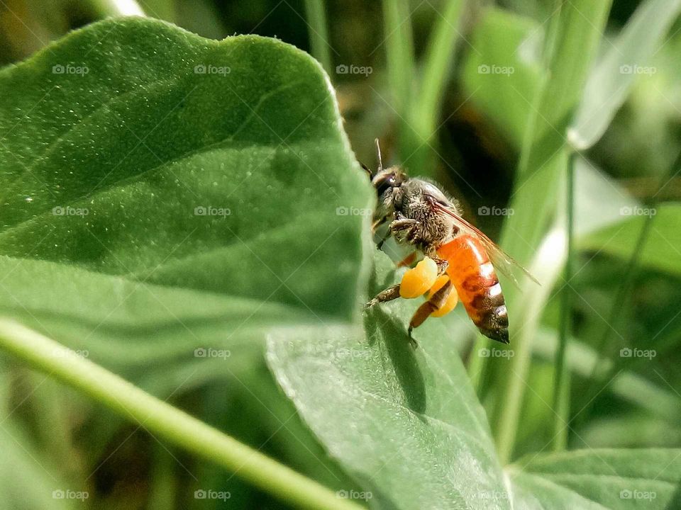 dragonfly feeding the grass