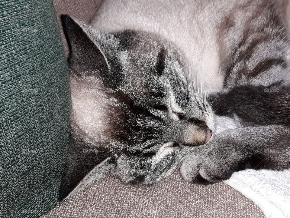 my cat Viola sleeping on the sofa