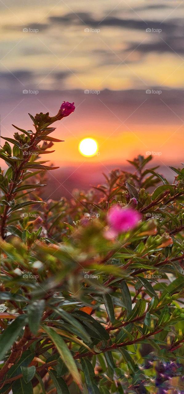 Sunrise between flowers