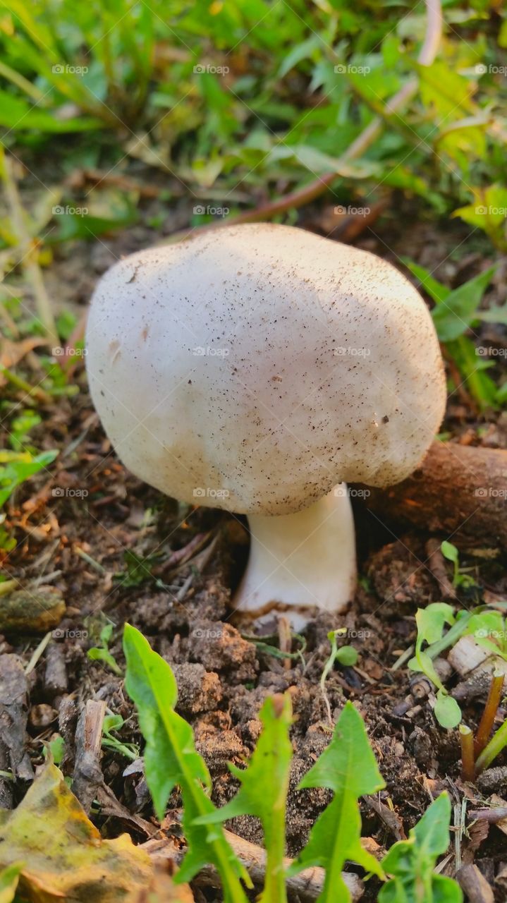 mushroom
