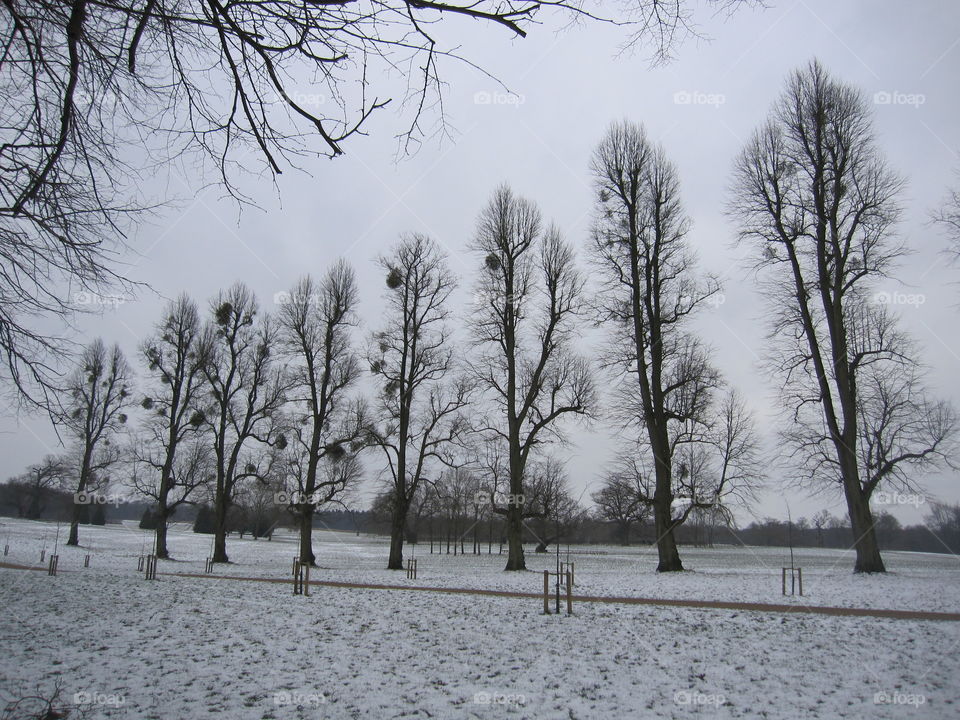 Trees In A Row