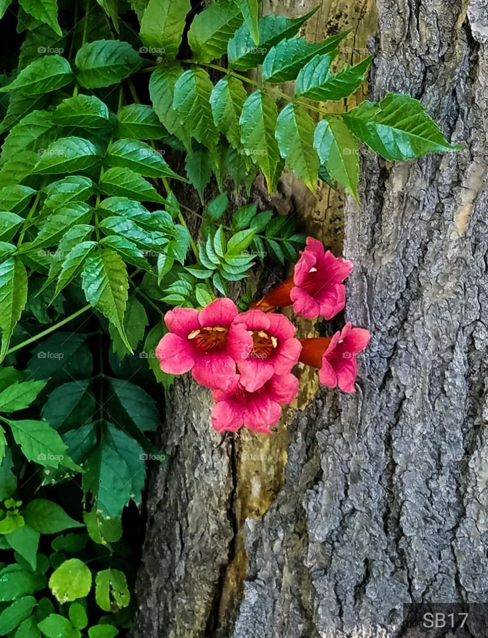 Honeysuckle