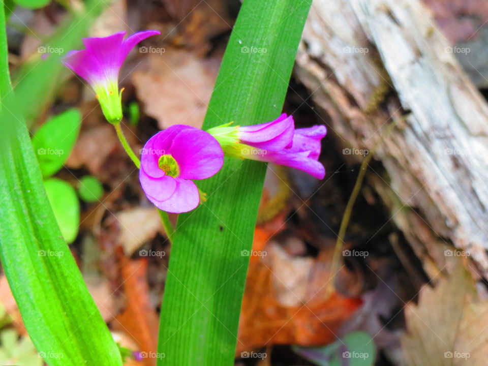 Go Wild Flower. Growing Wild