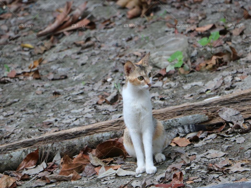 Cat sitting in outside