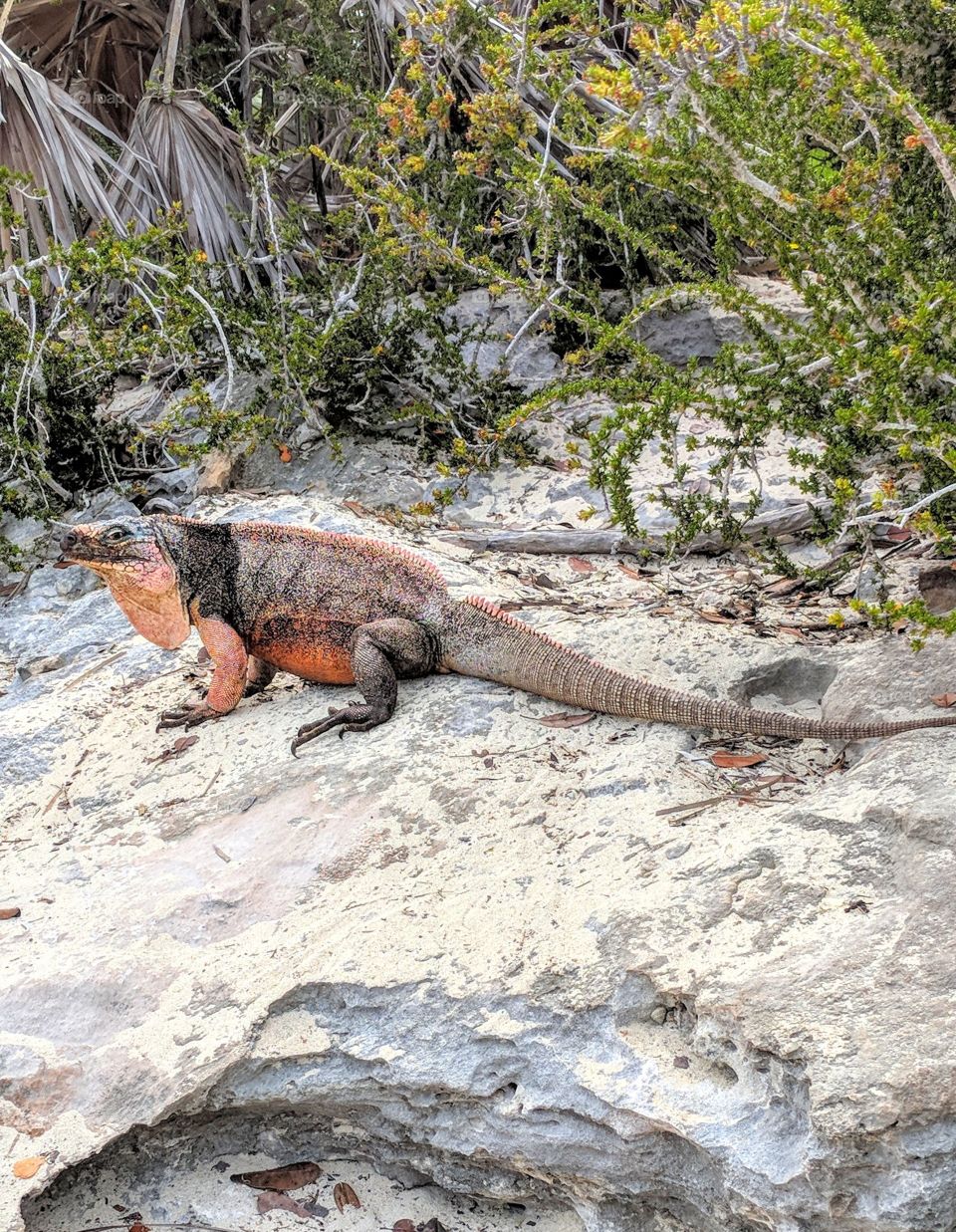 Iguana only native to the Allan's Cay, Exuma in The Bahamas.