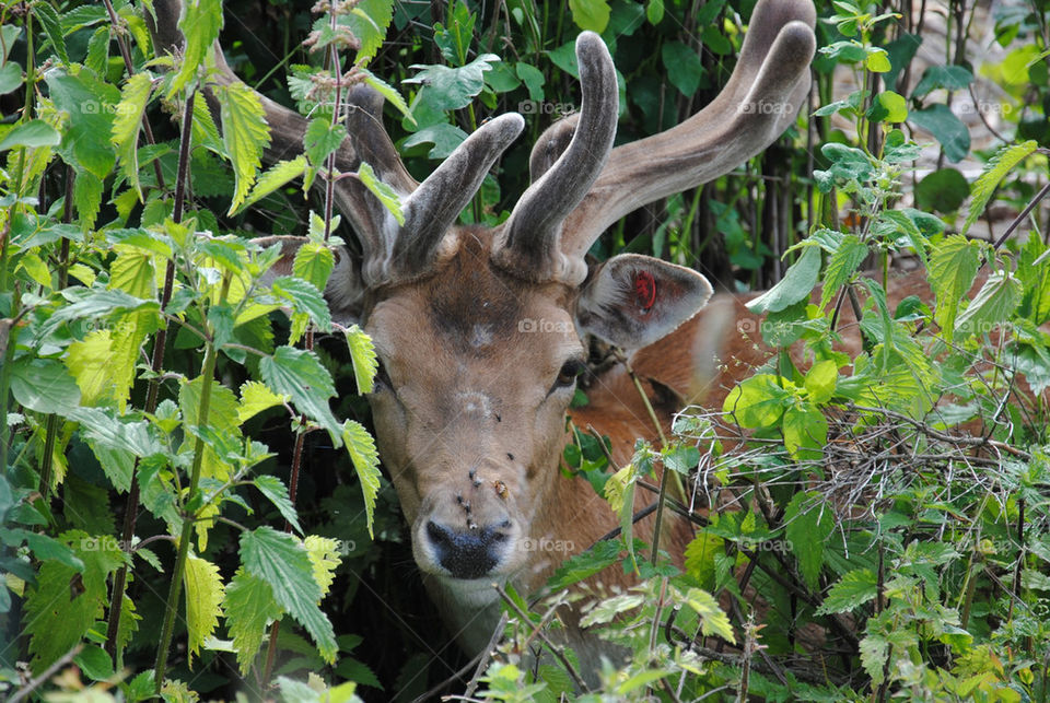 close nära hiding deer by anrool