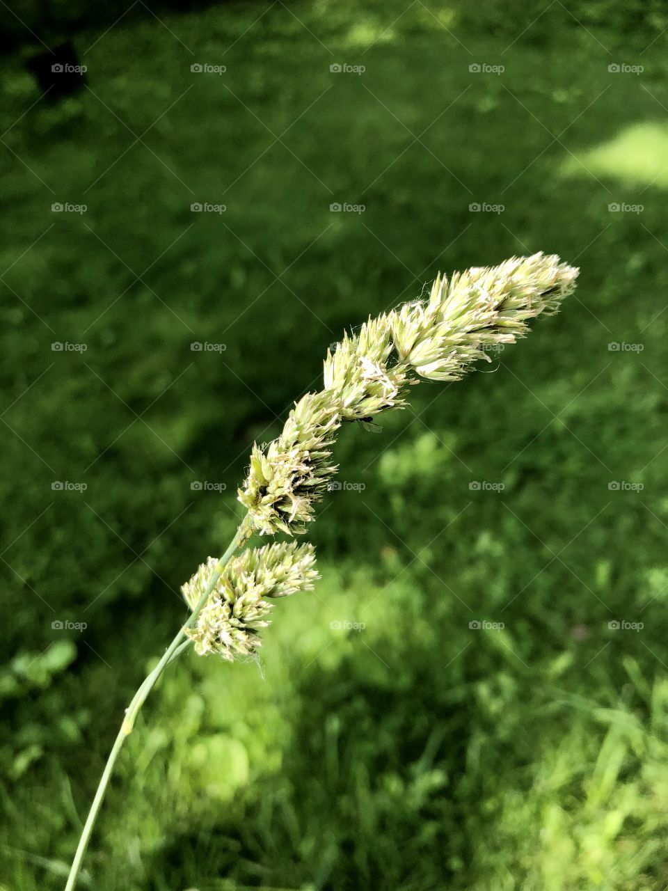 Decorative Grass