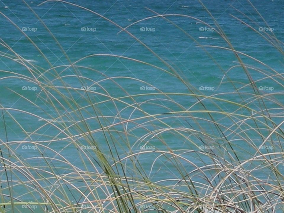 Sea grass