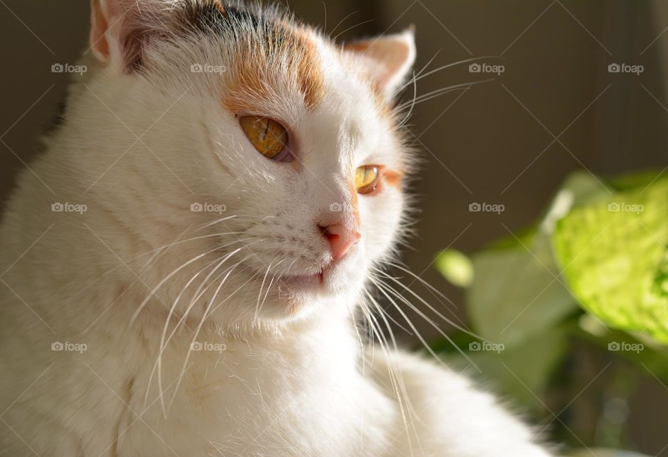 cat beautiful portrait in sunlight