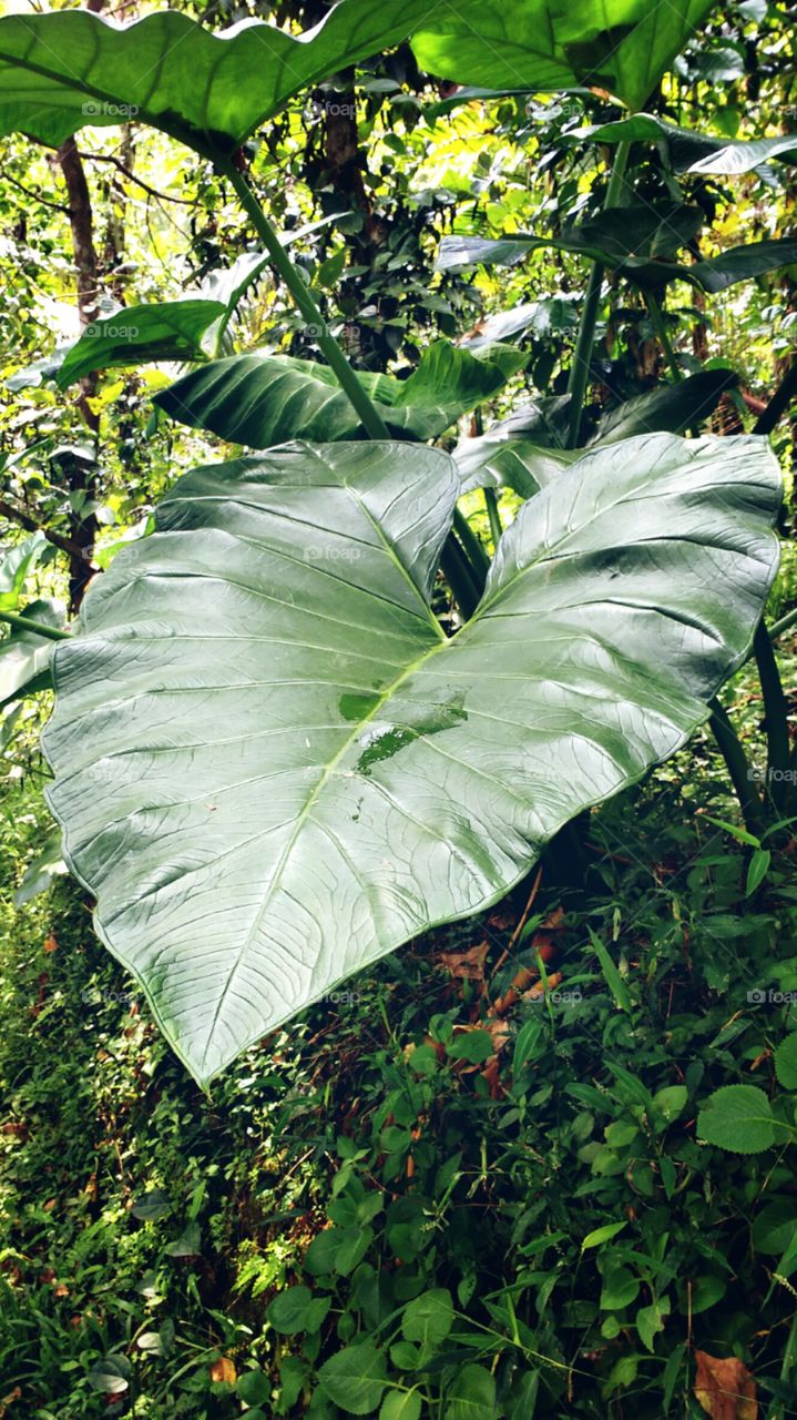 taro plant leaf