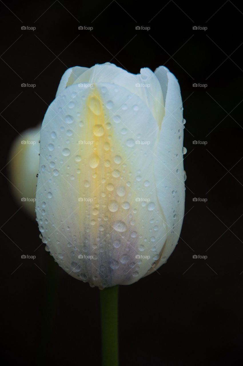Dew drops on a Tulip