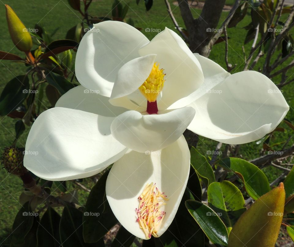 Southern Magnolia. White magnolia flower in bloom