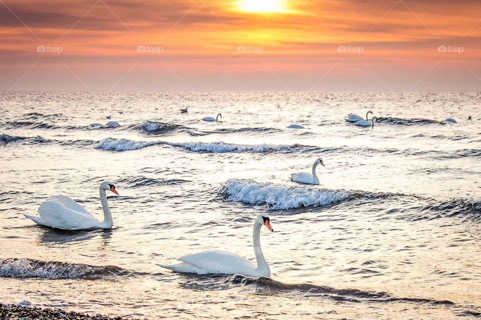 Swans at golden sunrise