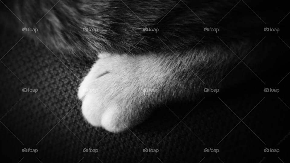 Cats paw.
