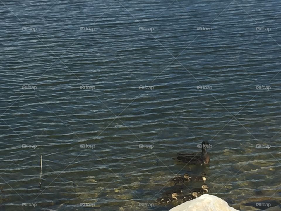 Baby Ducks and Mommy Ducks in Oquirrh Lake, in South Jordan-Daybreak, Utah. Copyright © CM Photography May 2019. 