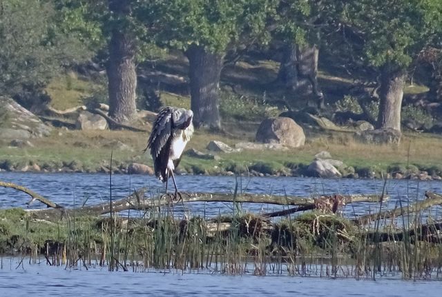 Heron perching on fallen tree