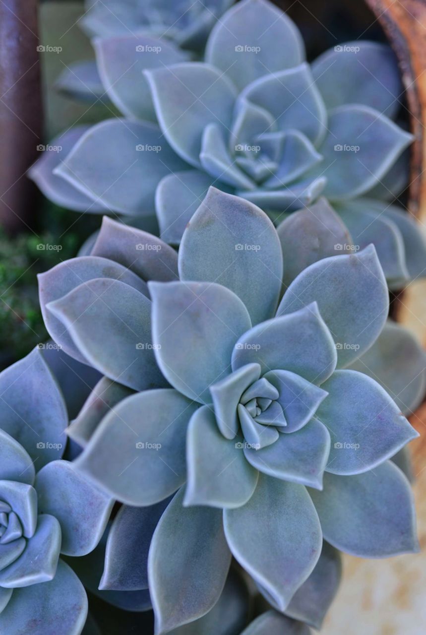 Succulent plant 