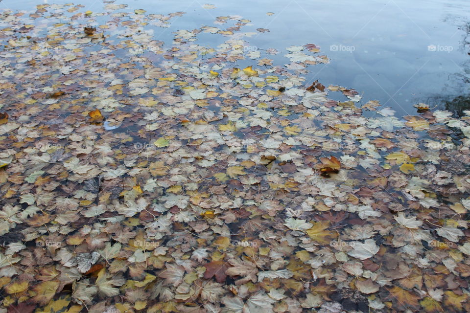 Leaves in the water