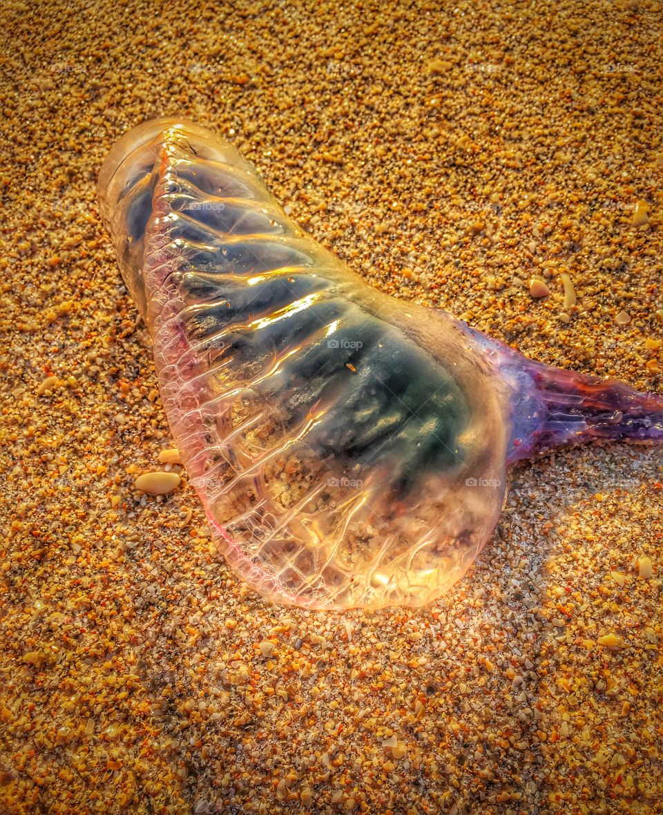 High angle view of jellyfish on sand