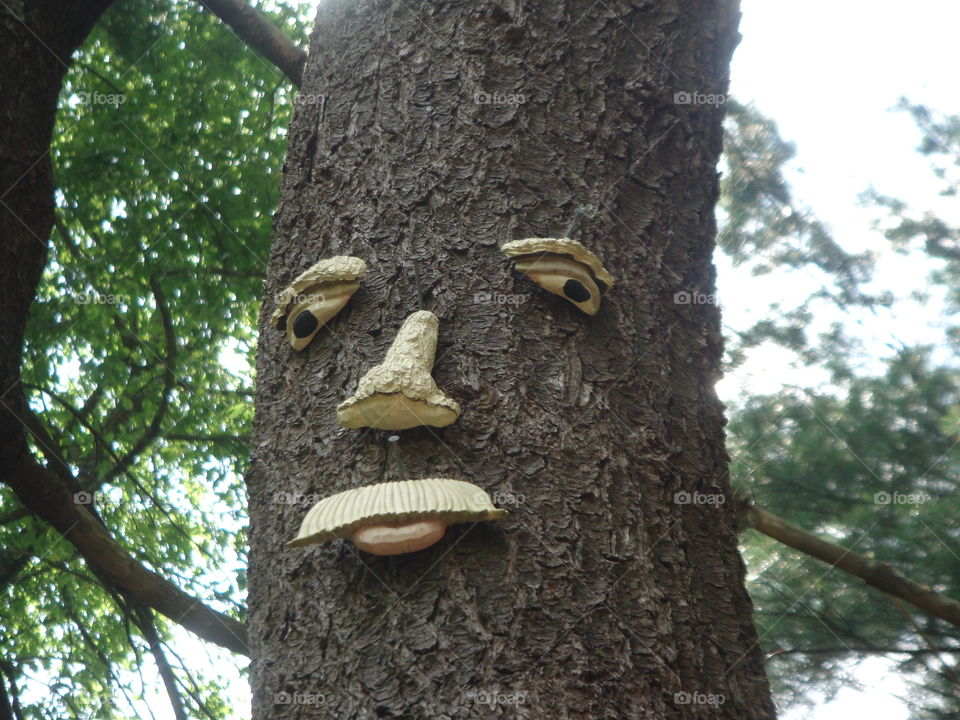 Creative Textures Tree Face