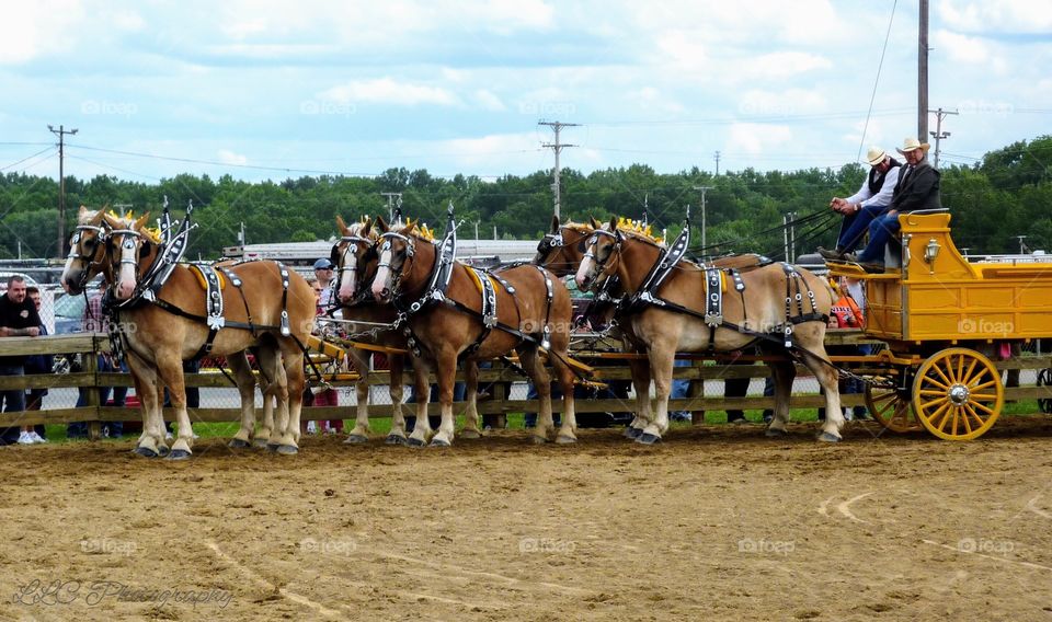 Canfield Fair in Ohio