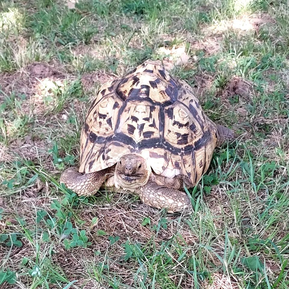 a visitor came into my yard before moving on.