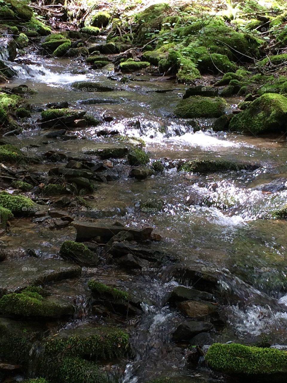 Mossy creek