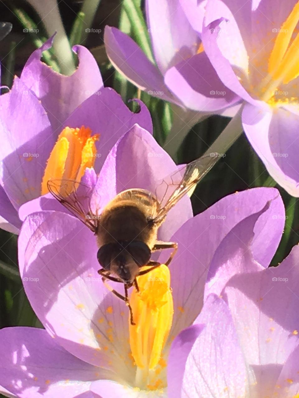 A bee that foraging a spring flower 