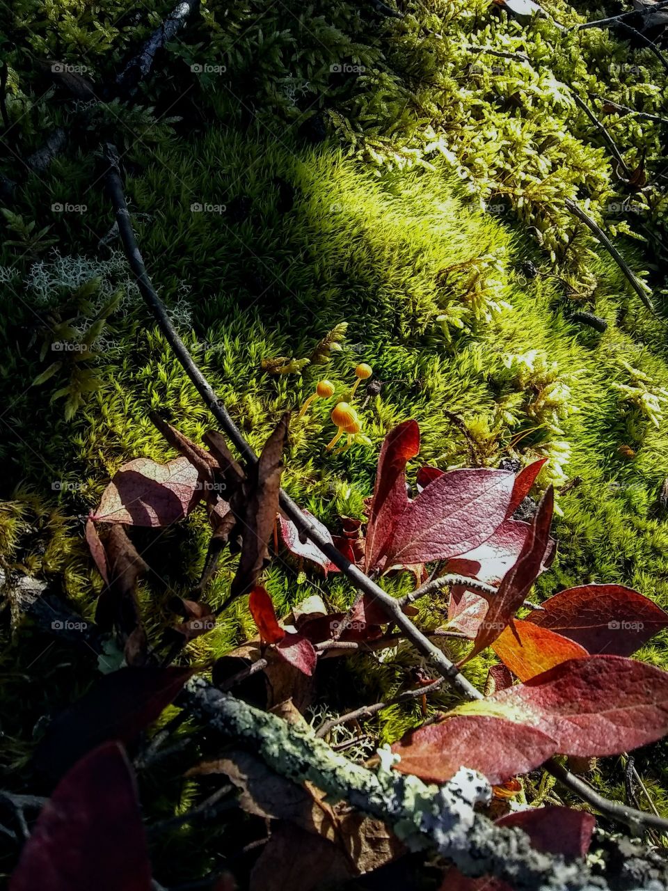 Moss ecosystem in the mountains