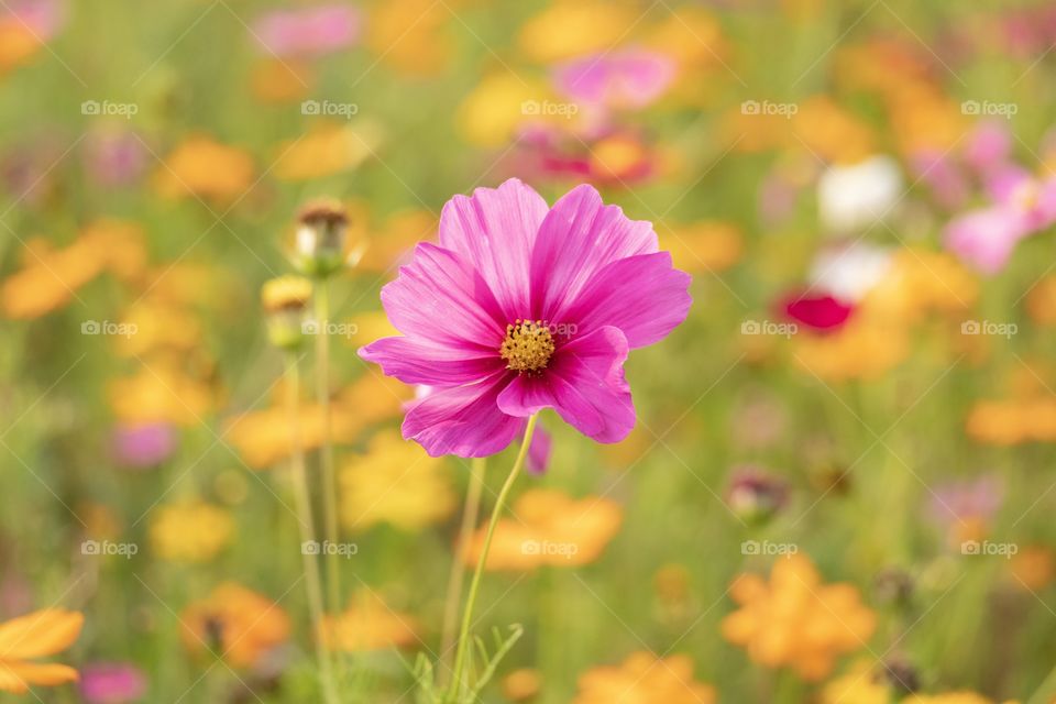 Chiang Rai/Thailand:February 16 2019-Beautiful flower field at Singha park Ballon Fiesta