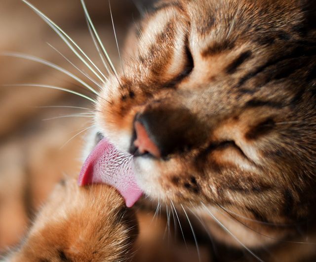 Close-up of cat