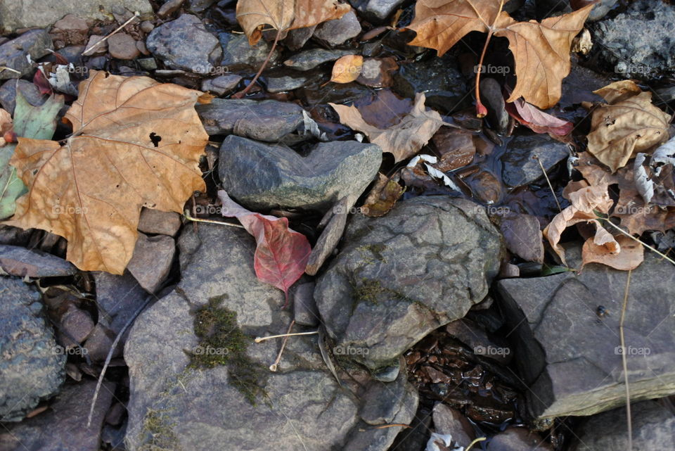 leaves and rocks