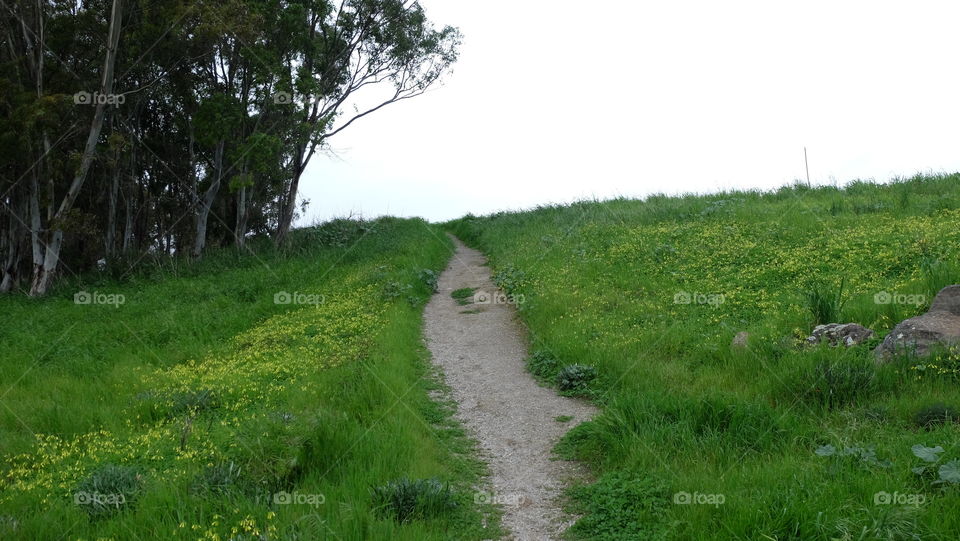 Walking train in a green grassland