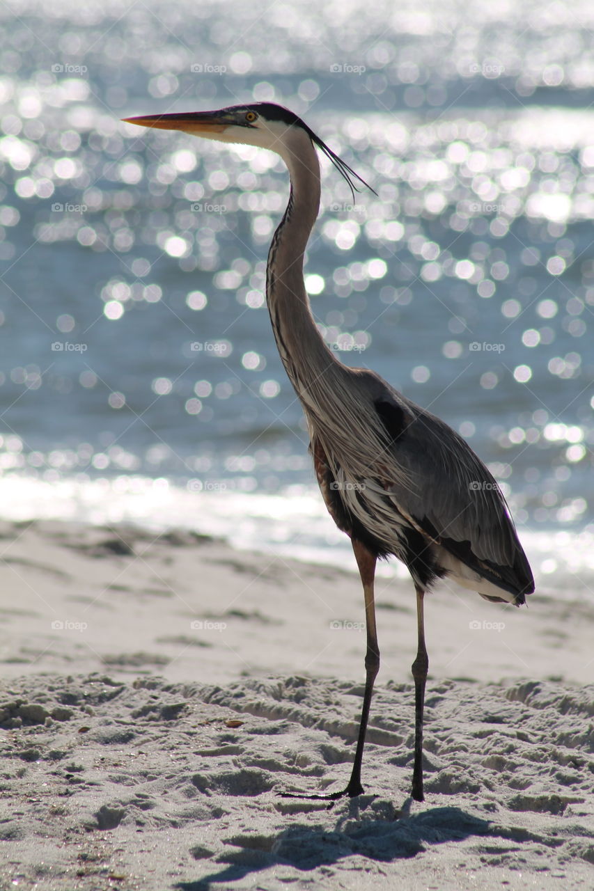 Crane bird at beach