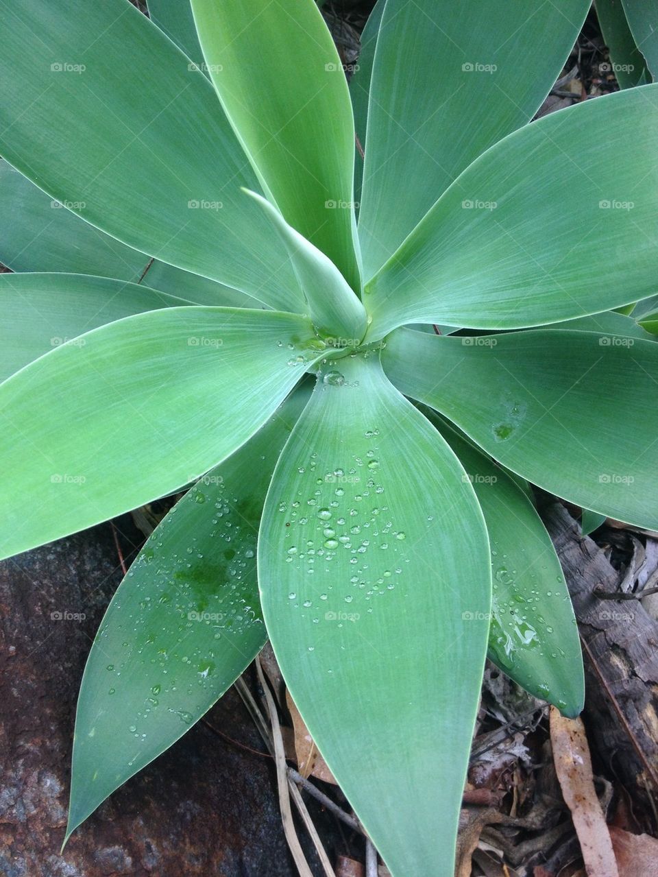 Agave Plant