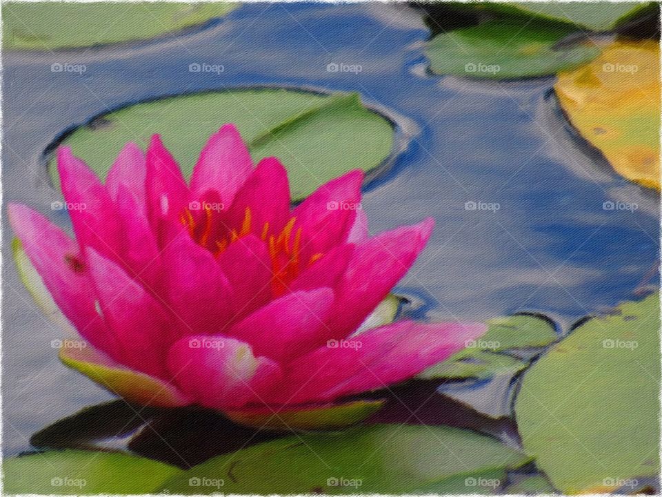 Waterlily photo in watercolors.