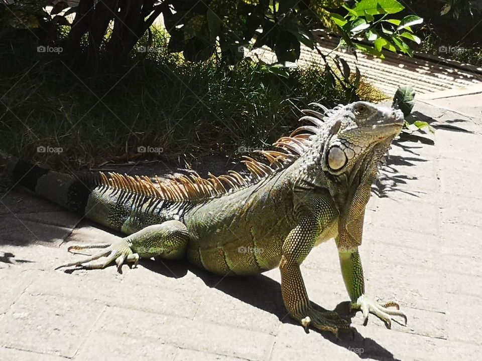 Fauna de Costa Rica CentroAmerica propiedad de Osvin