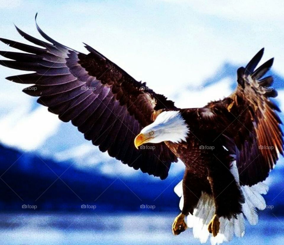 Soaring is in stages, it progresses as you engage in the very art.
Those eagles, like angels, don't distinguish between work and play. To them, it is all one and the same.
The Eagles are coming! The Eagles are coming!