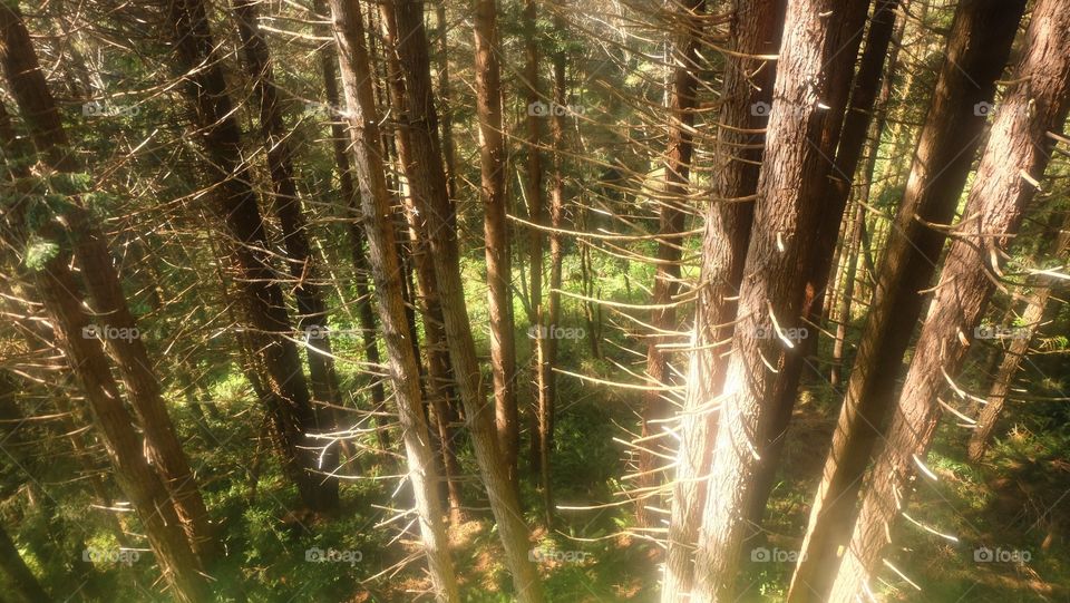 Magical Forest of evergreens in northern California