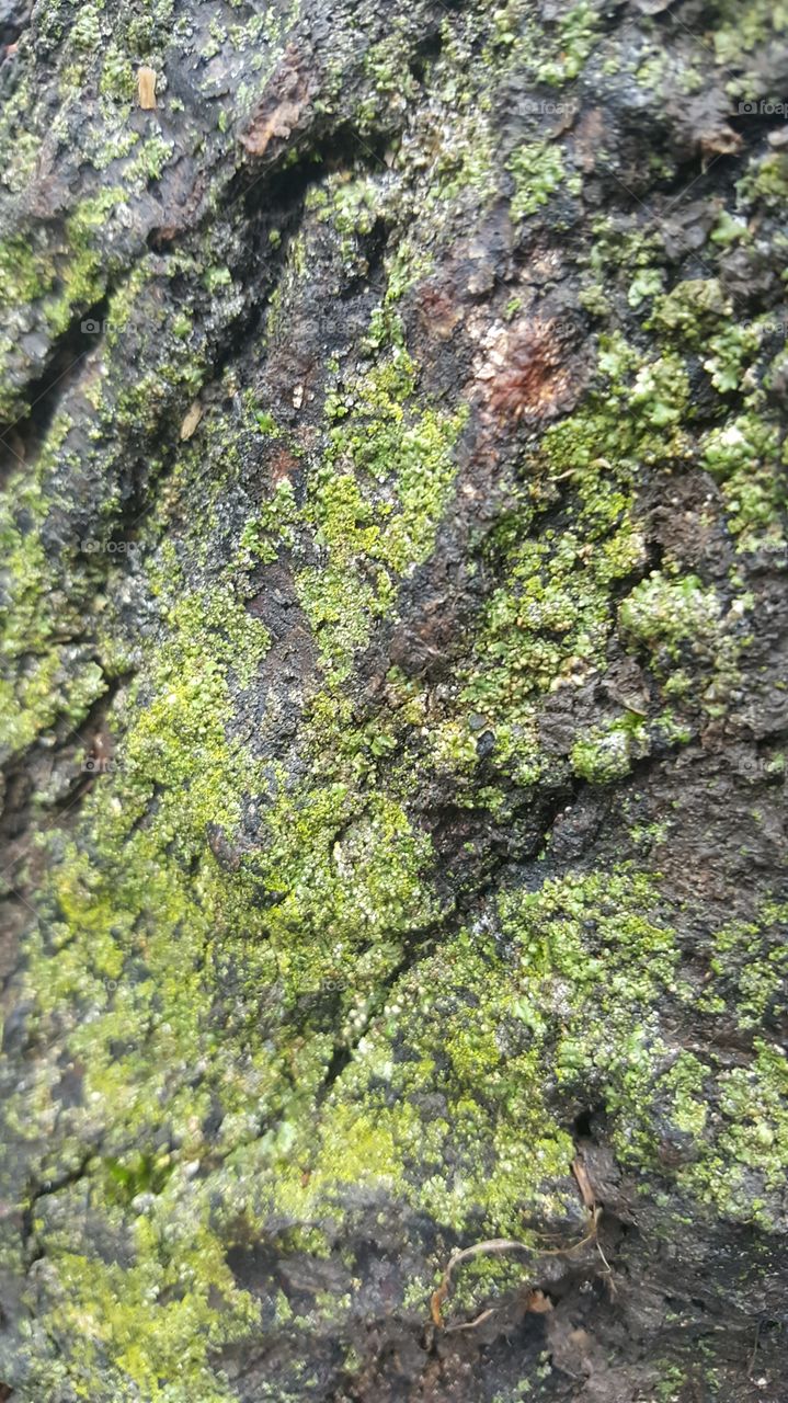 Close-up of Bark with Fungus