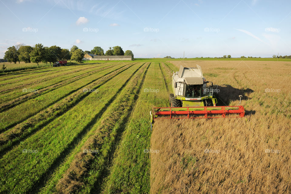 mustard harvest in Sweden