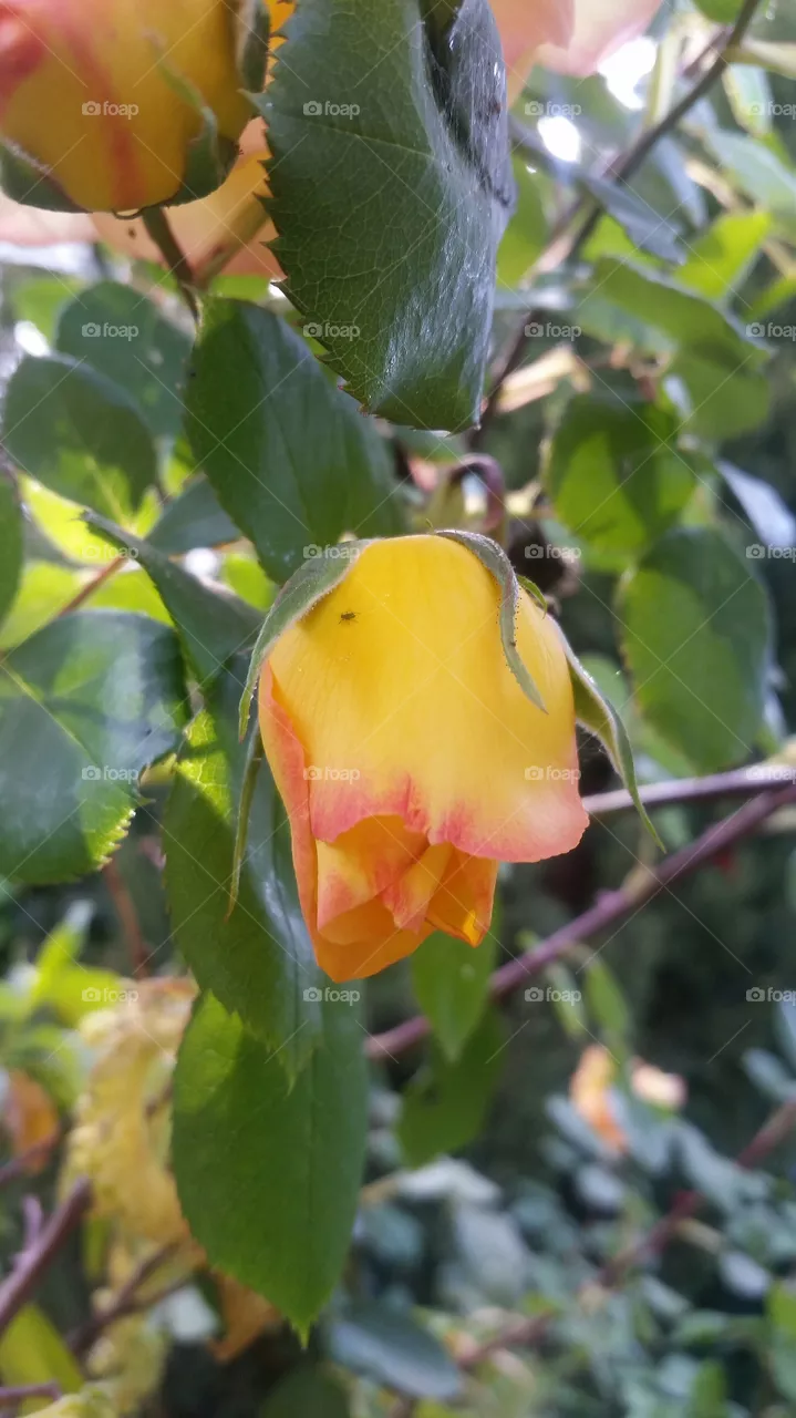 Rose