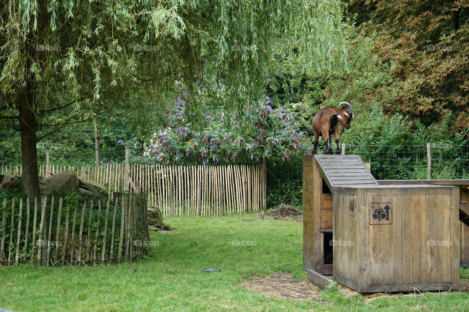 Little zoo in a park in Antwerp