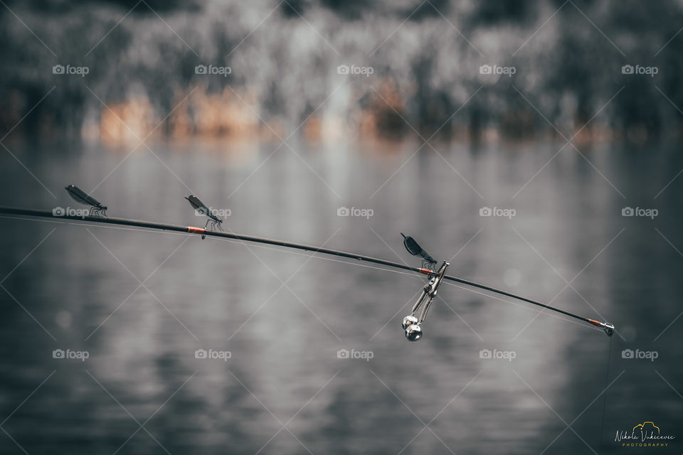 Dragonflies on the fishing rod